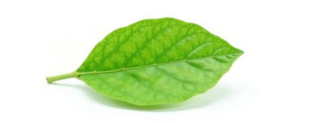 Obraz premium Single leaf isolated on white background with slight shading, solo, organic, natural elements