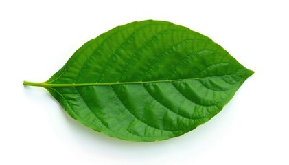 Obraz premium Single leaf of a large, ancient tree isolated on white background, foliage, flat lay