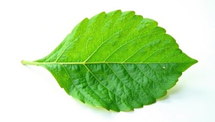 Obraz premium Single leaf of a small shrub isolated on white background with veins, plant, trees