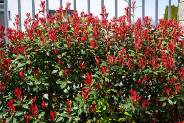 Red Tip Photinia plant background of red and green leaves wall in the garden