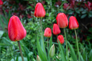 Close up of red and yellow tulips in the garden background meadow