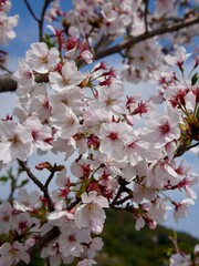 Beautiful cherry blossoms blooming