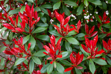 Red Tip Photinia plant background of red and green leaves wall in the garden