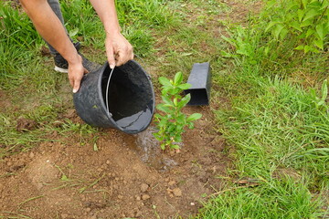 man watering with a bucket of water a young arbutus bush in the garden