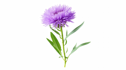 a purple flower against a on a transparent background, PNG image, PNG file, Generative art.