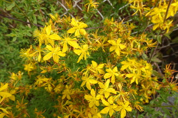 close-up of st john's wort plant with detail of yellow flowers with medicinal hypericum petals