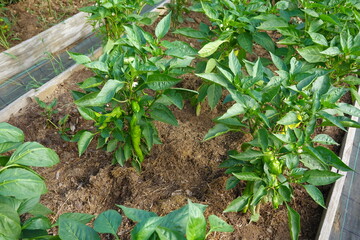 Lush Green Pepper Plants in a Raised Garden Bed