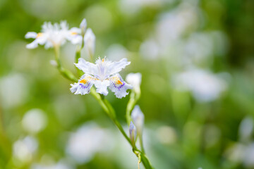 春の光に包まれたシャガの花
Fringed Iris Blooming in Gentle Spring Light