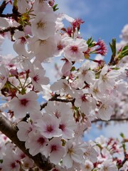 Beautiful cherry blossoms blooming