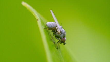 A fly with red eyes on a tree leaf