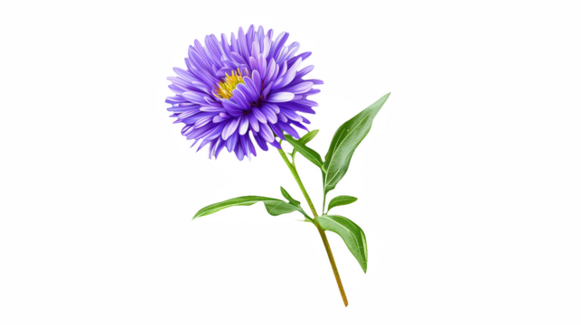 a picture of a purple flower on a transparent background, PNG image, PNG file, Generative art.