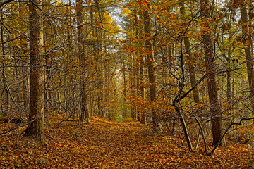  Autumnal Muziekbos woods, Ronse, Flanders, Belgium 