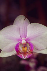 Obraz premium pink orchid flower