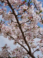 Beautiful cherry blossoms blooming