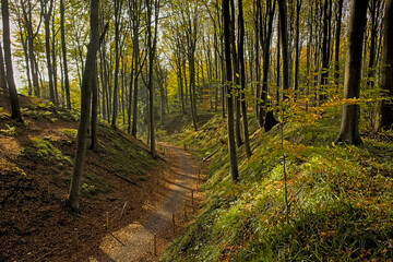 Obraz premium p ath through the autumnal Muziekbos woods, Ronse, Flanders, Belgium 