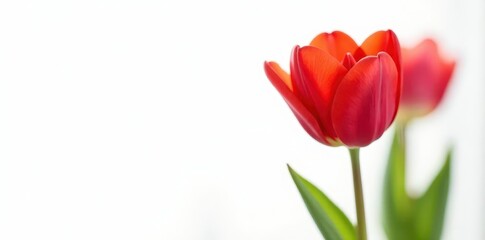 Fototapeta premium Spectacular red tulip blossom, pure white background, floral image, botany, red