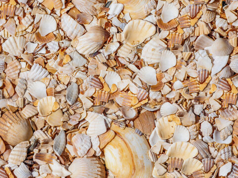 white and yellow sea shells, seamless textured background