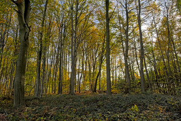 Obraz premium Autumnal Muziekbos woods, Ronse, Flanders, Belgium 