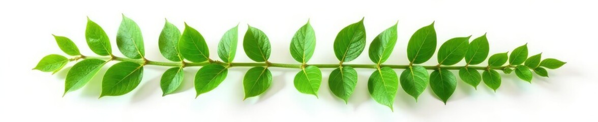 A bundle of small leaves isolated on white background, natural grouping, botany