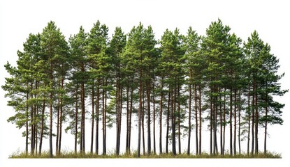 Line of Tall Green Pine Trees with Fresh Green Foliage