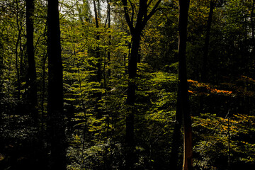 Obraz premium Autumnal beech tree trunks and sunny foliage in Muziekbos woods, Ronse, Flanders, Belgium 