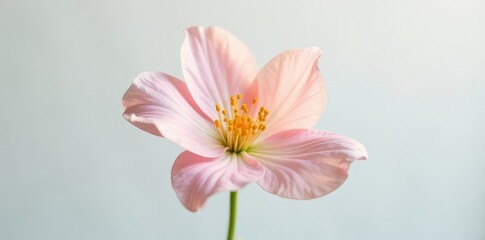 Fototapeta premium Delicate flower with soft petals isolated on white background, whiteness, blossom, isolation