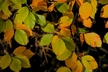 Green, yellow and organe beech leafs in fall, filled frame - fagus sylvatica