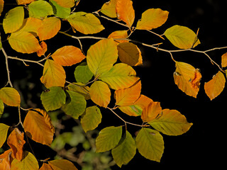 Green, yellow and organe beech leafs in fall, filled frame - fagus sylvatica
