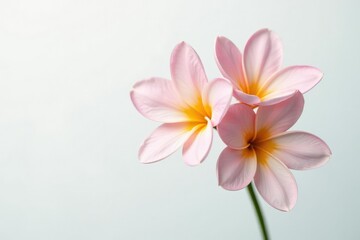 Fototapeta premium Delicate flower blooms on a pristine white background, showcasing its intricate details and subtle colors, , white, closeup