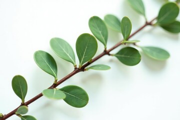 Obraz premium Leafy branches of eucalyptus on white background, eucalyptus, simple, clean