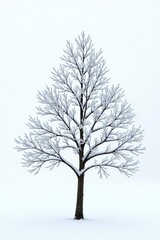 Fototapeta premium Snowy tree branch isolated on white background, cold weather, frozen nature, frosty details
