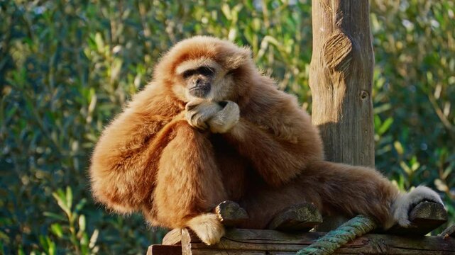 Big red monkey sitting on a tree. Watching the life of animals. Close-up