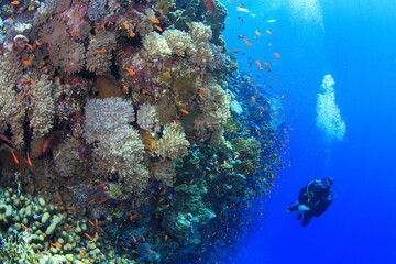 Red Sea | Egypt