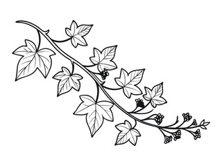 Fototapeta premium ivy vine design element, minimalistic vector of leaves in outline, plant stem or tree branch clip-art, pretty curving floral design isolated on white background, decorative wedding invitation art