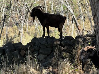 sillhouette of a goat
