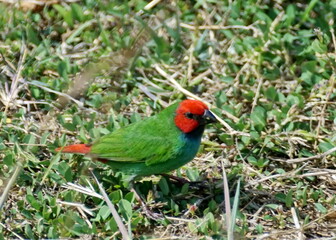 Fiji parrotfinch (Erythrura pealii) in the grass on an island in Fiji