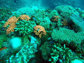 Hard corals on a reef, underwater, while SCUBA diving in Fiji