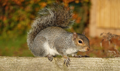 A grey squirrel, sciurus carolinensis, perching on a wooden fence in a park. 