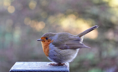 A side view of a European robin, erithacus rubecula, perching on a post with its tail elevated against a defocused background. 