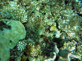 Hard corals on a reef, underwater, while SCUBA diving in Fiji