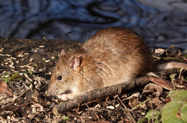 A closeup of a brown rat, rattus norvegicus, scavenging for food on the ground near a lake. 