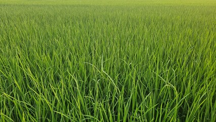 Lush green rice paddy field with tall, slender leaves.