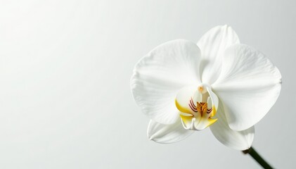 Obraz premium Delicate white orchid blossom, pristine petals against pure white backdrop, simple, natural, minimal
