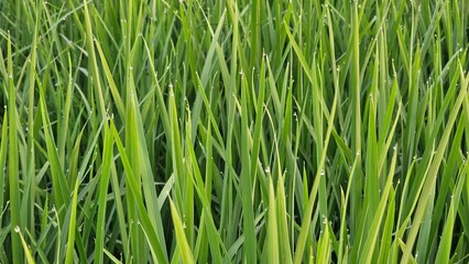 Paddy rice field with small dewdrops.