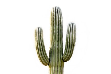 Tall Saguaro Cactus in Pure White Setting