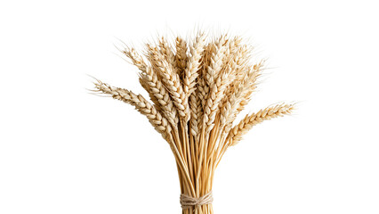 Fototapeta premium Png of A serene arrangement of golden wheat stalks, symbolizing harvest and abundance against a clean white background.