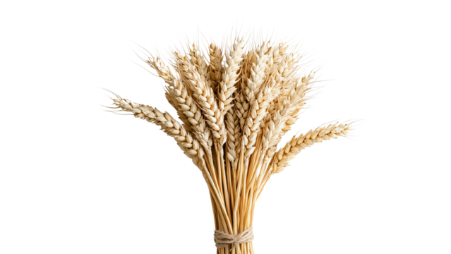 Png of A serene arrangement of golden wheat stalks, symbolizing harvest and abundance against a clean white background.