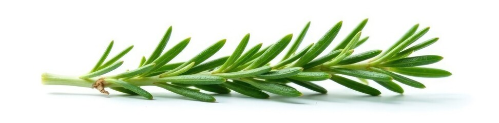 Obraz premium Single isolated sprig of rosemary on white background, nature, plant, greenery