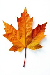 Obraz premium Single large beech tree leaf on white background, beech leaves, fall leaves