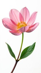 Fototapeta premium Single large flower with delicate petals on white background, botanical, nature